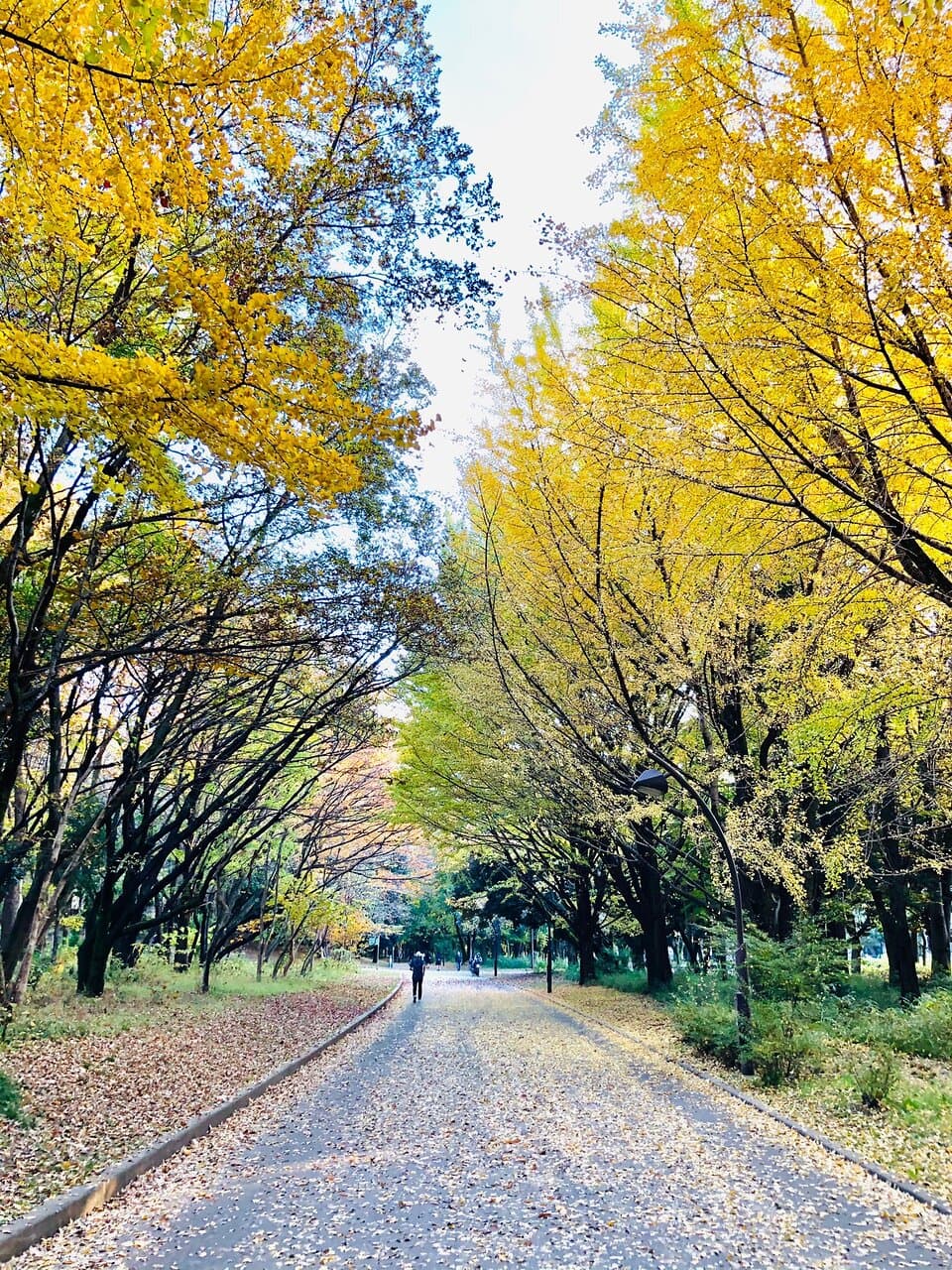 The yellow leaves of Ginkgo are so dazzling!