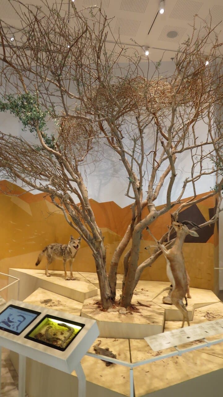 The food chain using one tree as an example