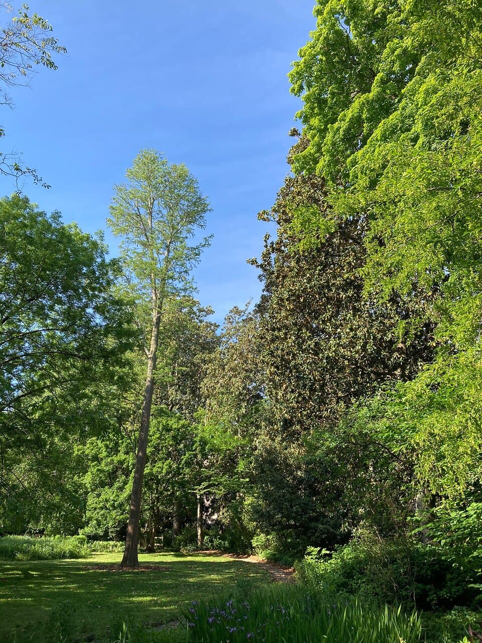 Coker Arboretum Chapel Hill