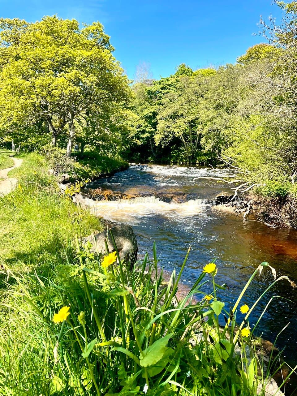 There’s a very pleasant riverside walk from the Cowie bridge up to the viaduct bridge , with the occasional bench to sit and observe the water flowing past. The verge is abundant with attractive wildflowers just now.