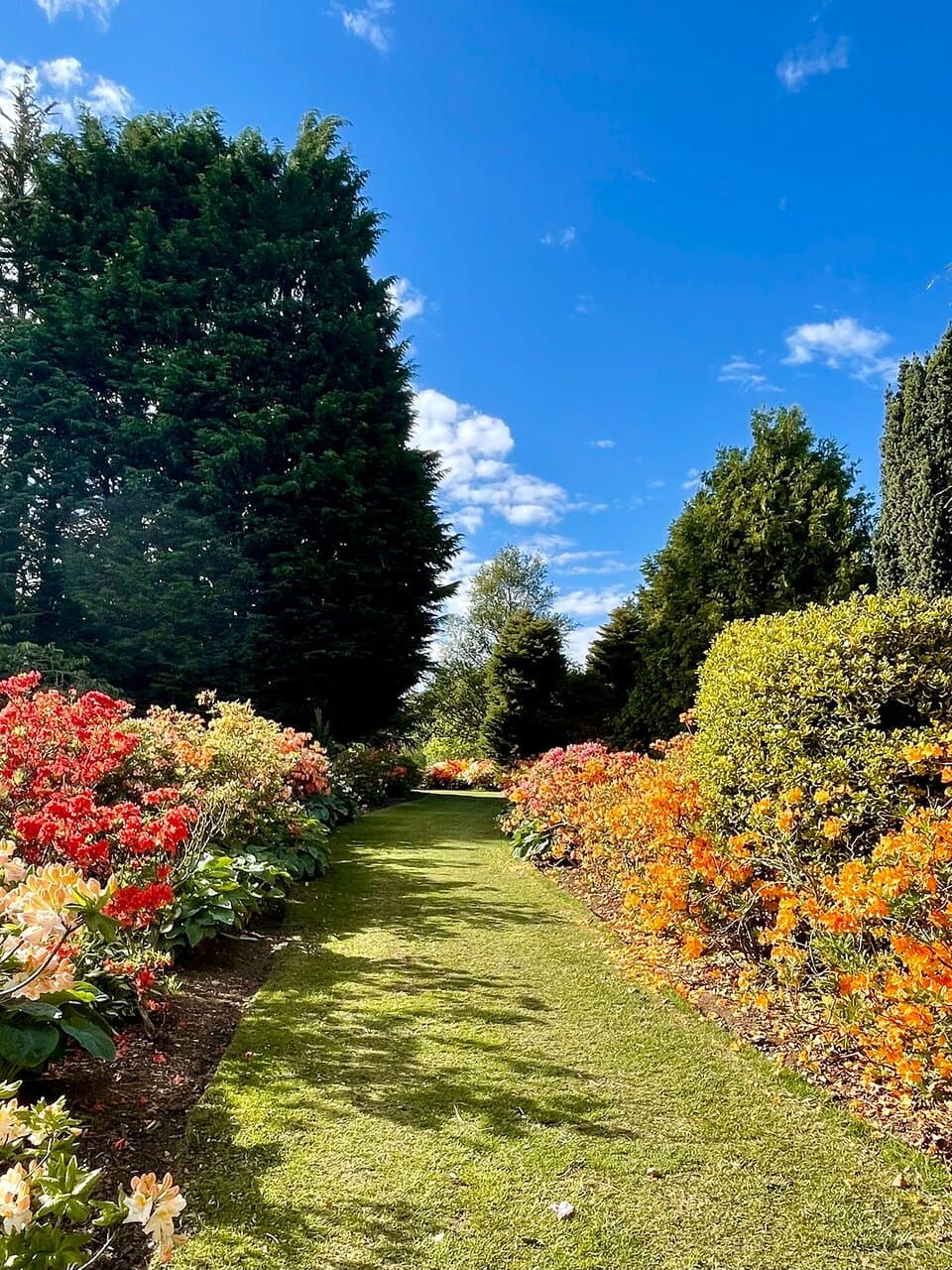 The park is presently an amazing festival of  bright and brilliant techni-colour, with blooms trying to outdo each other with vibrant displays. It really lifts your spirits to see it all. And the flower-beds are alive with the hum of busy little 🐝 attending to their important business.