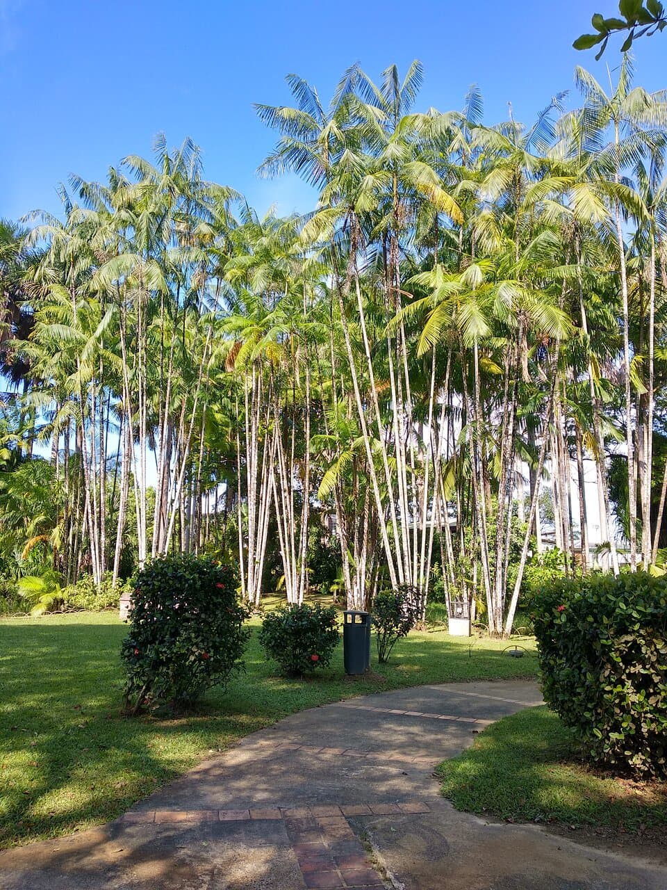 Cayenne Botanical Garden