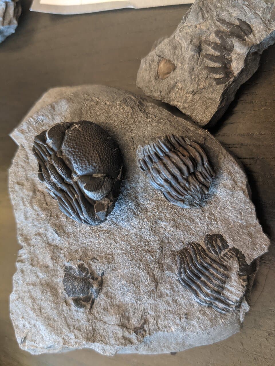 Penn Dixie Fossil Park & Nature Reserve