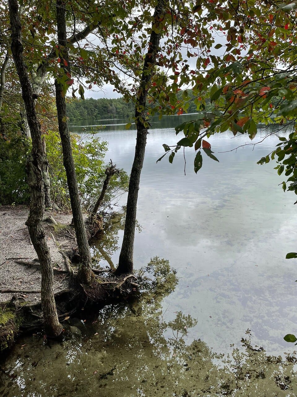 Loved our peaceful hike on trails around the pond.