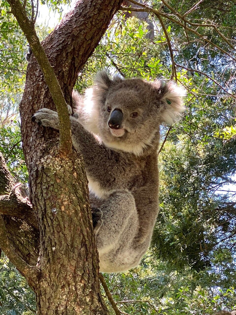 Koala Conservation Reserve Melbourne