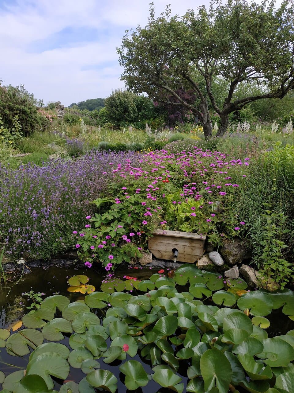 bassin avec des nénuphars