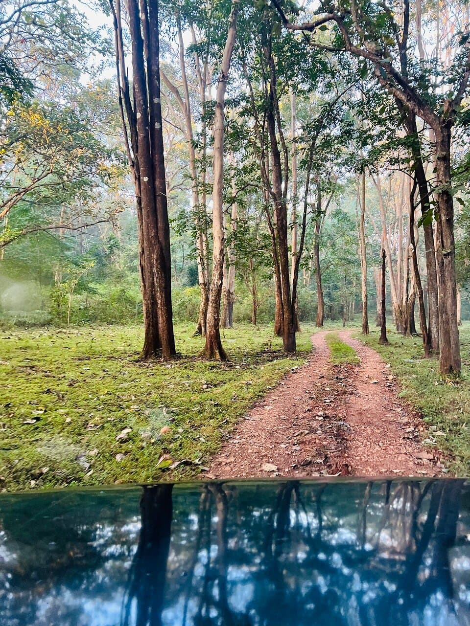 Spectacular Jungle - MUTHODI FOREST