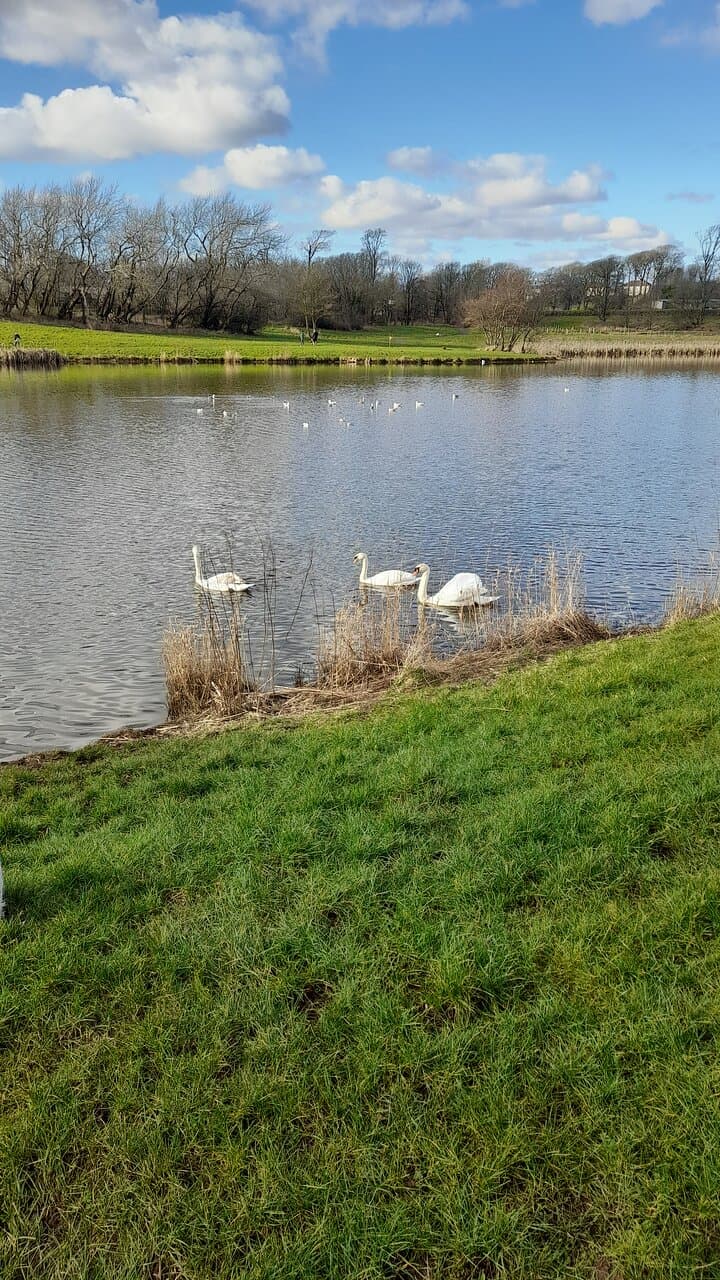 Swans in the pond