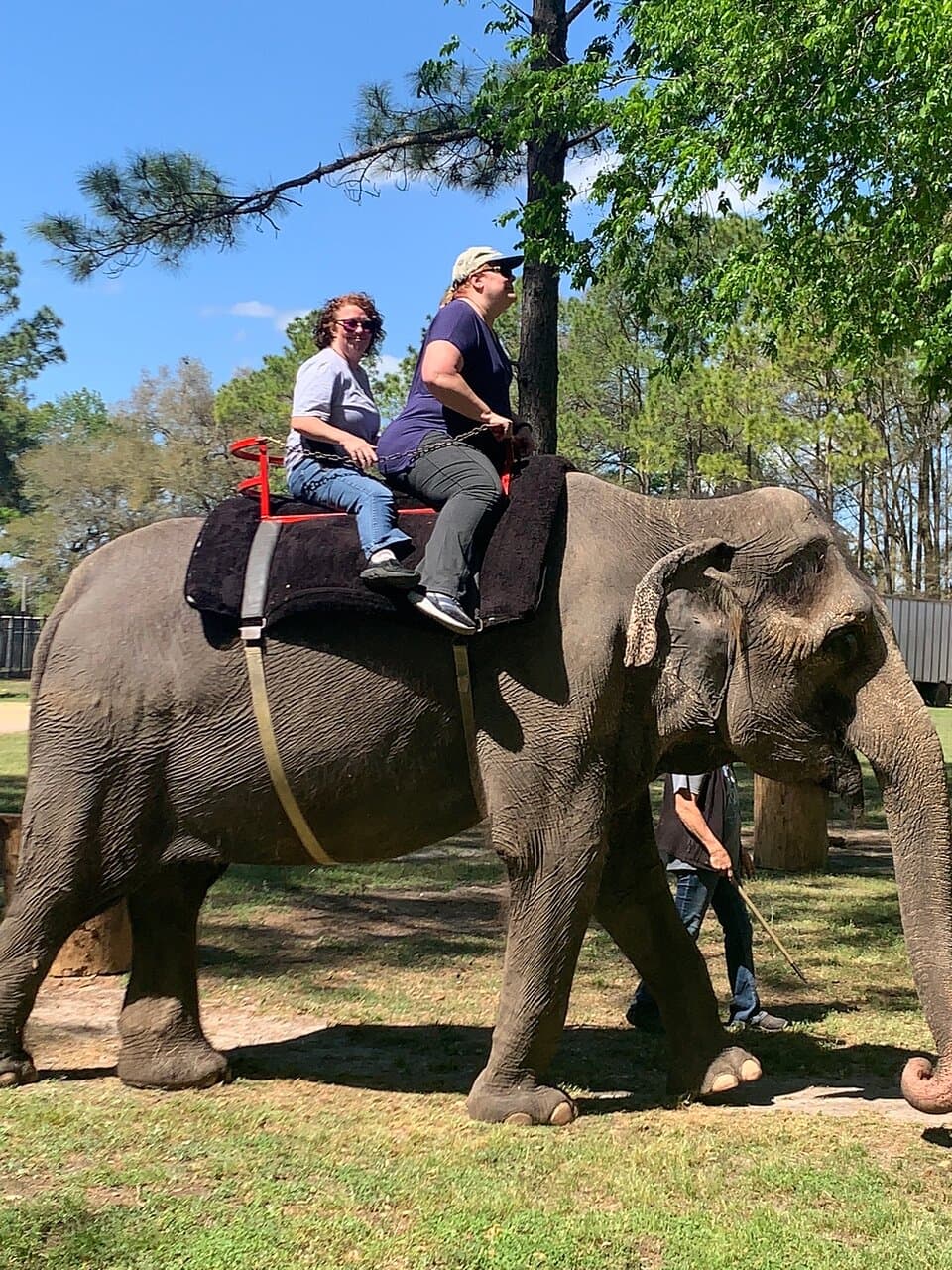 Two Tails Ranch All About Elephants