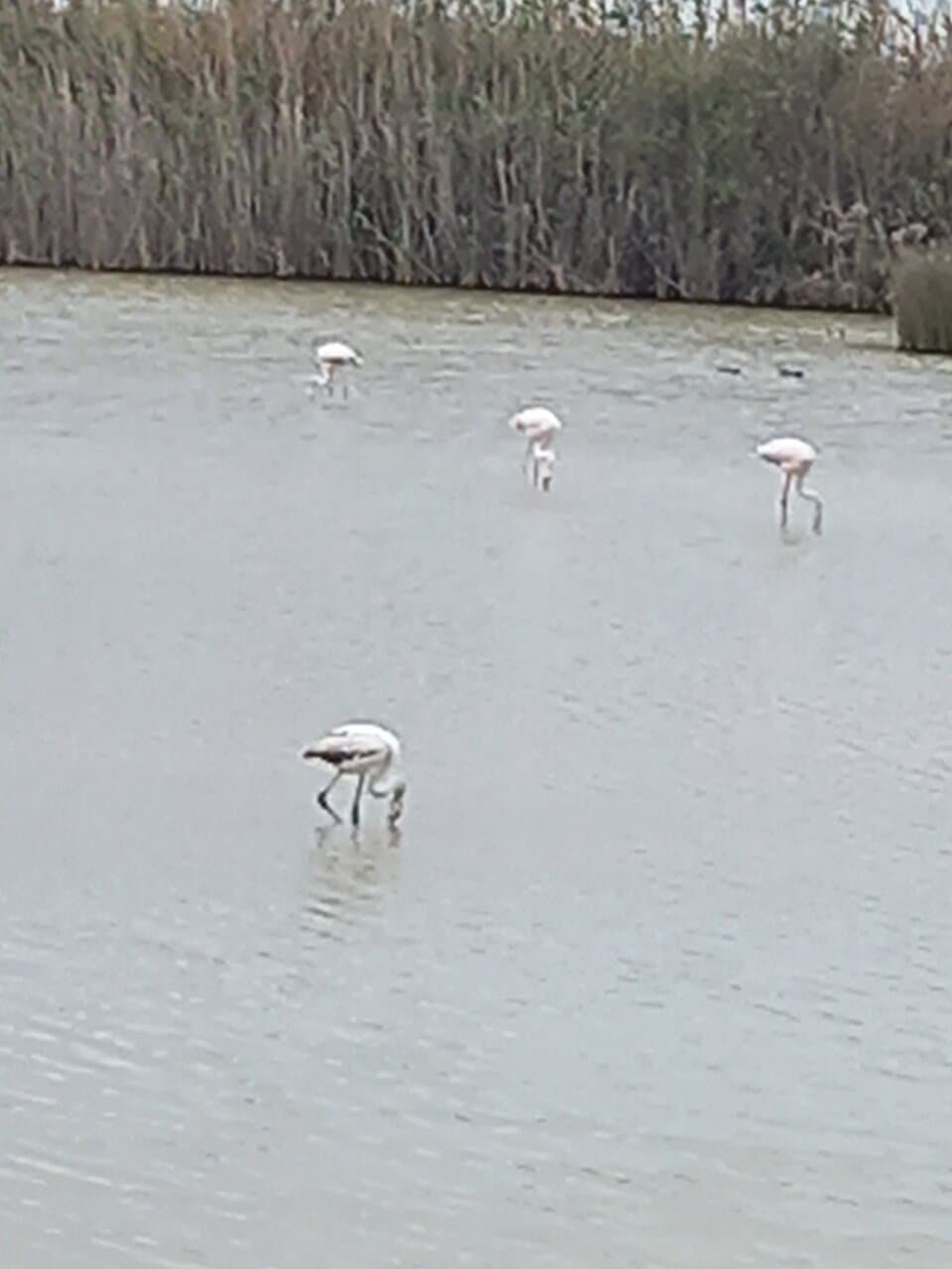 Flamingos on paralimni lakes