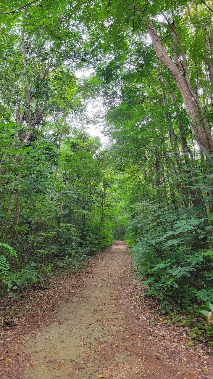 Cambalache State Forest Puerto Rico