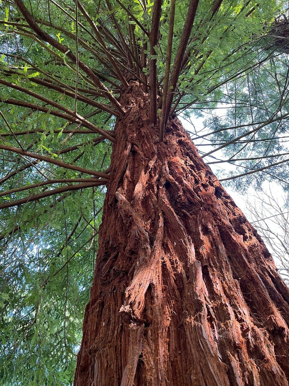 Cyril Hart Arboretum
