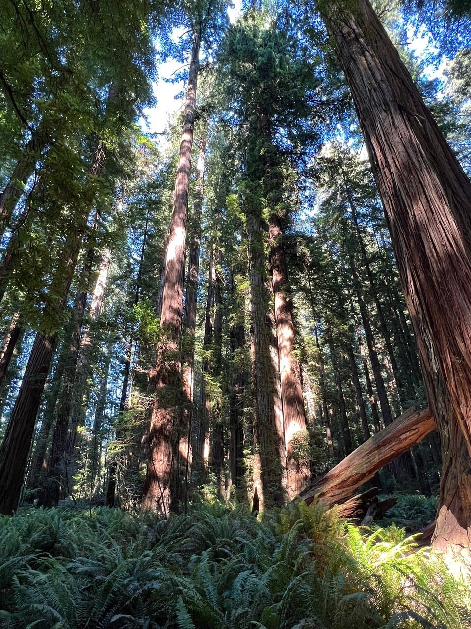 Jedediah Smith Redwoods State Park