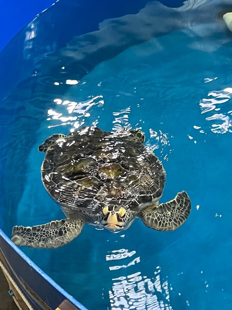 Karen Beasley Sea Turtle Rescue and Rehabilitation Center