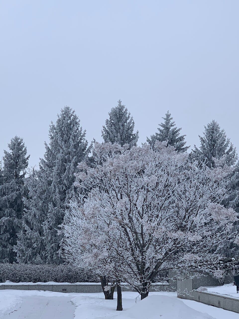 Winter Wonderland at the Museum