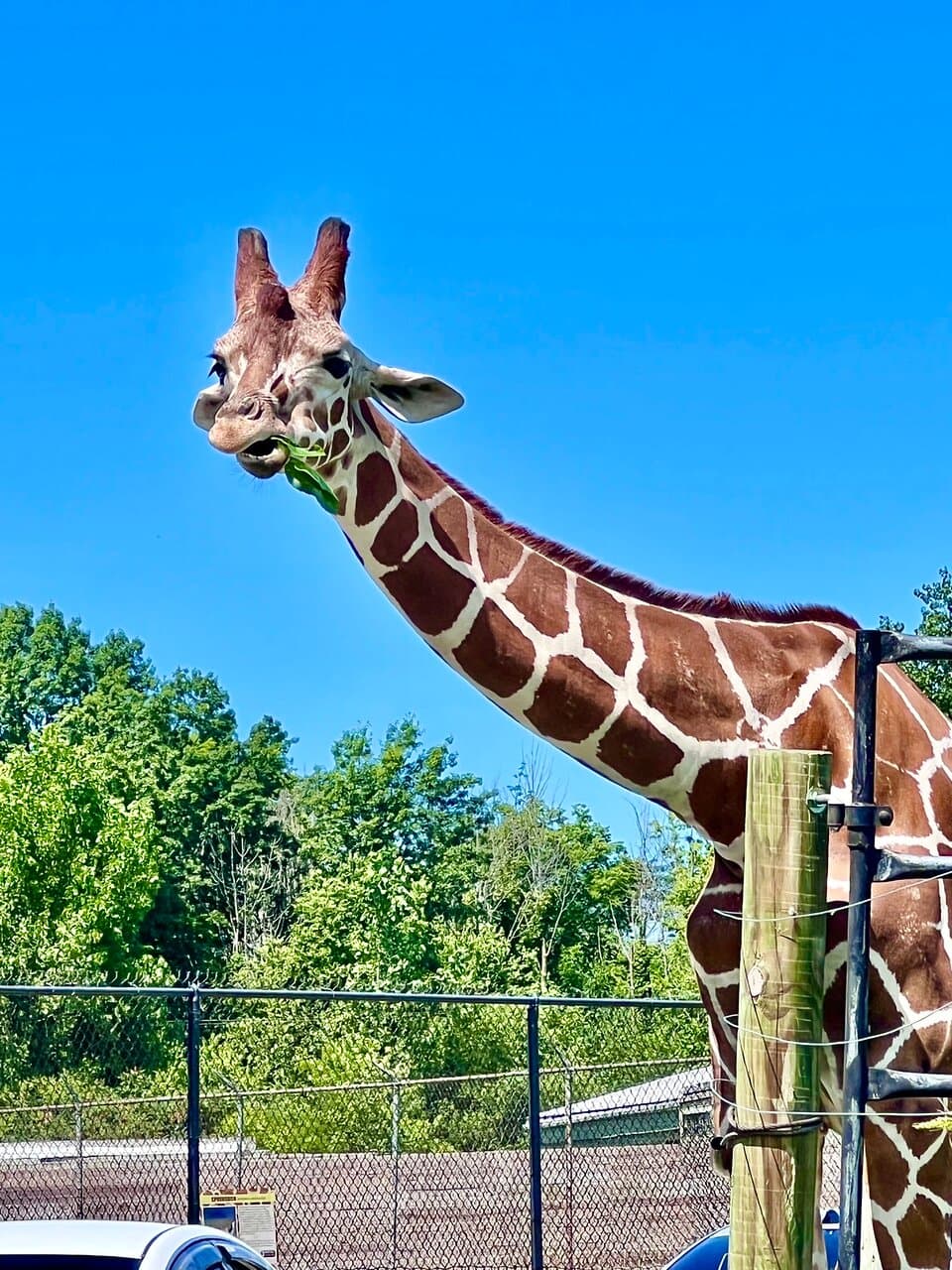 African Safari Wildlife Park