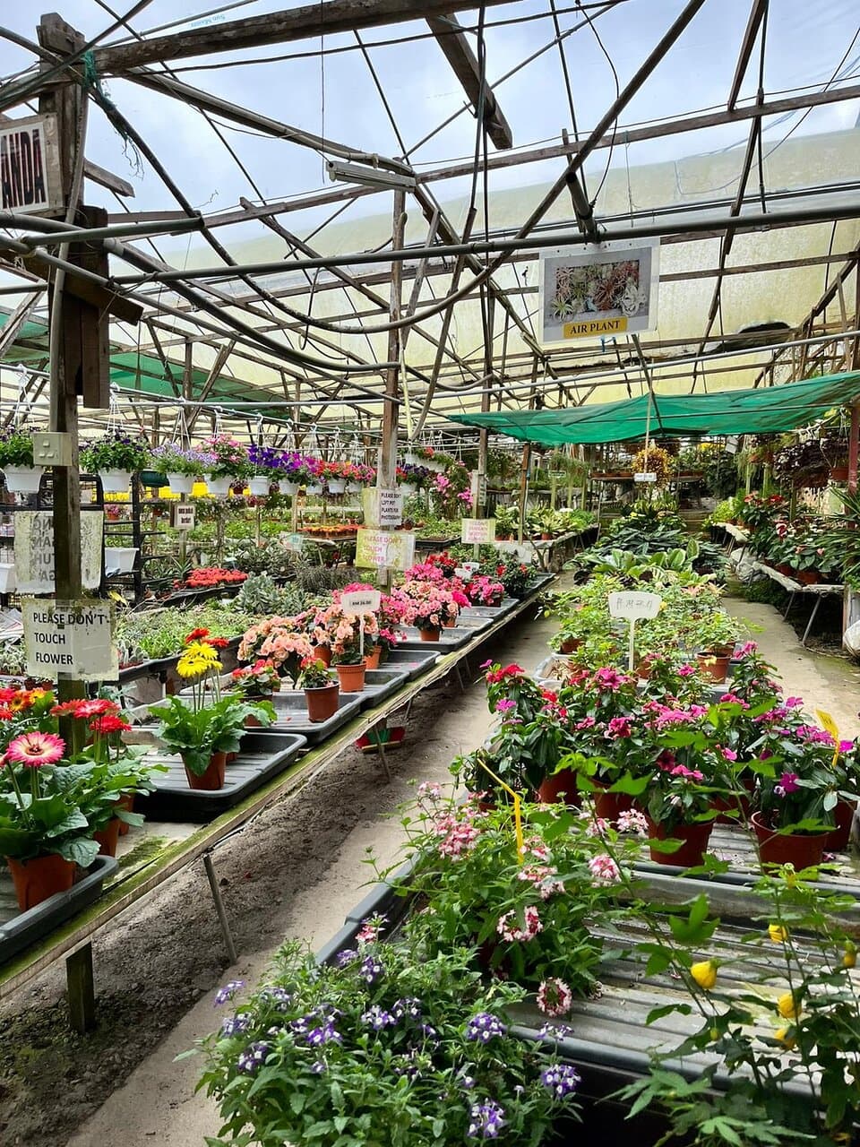 Healthy Strawberry Farm