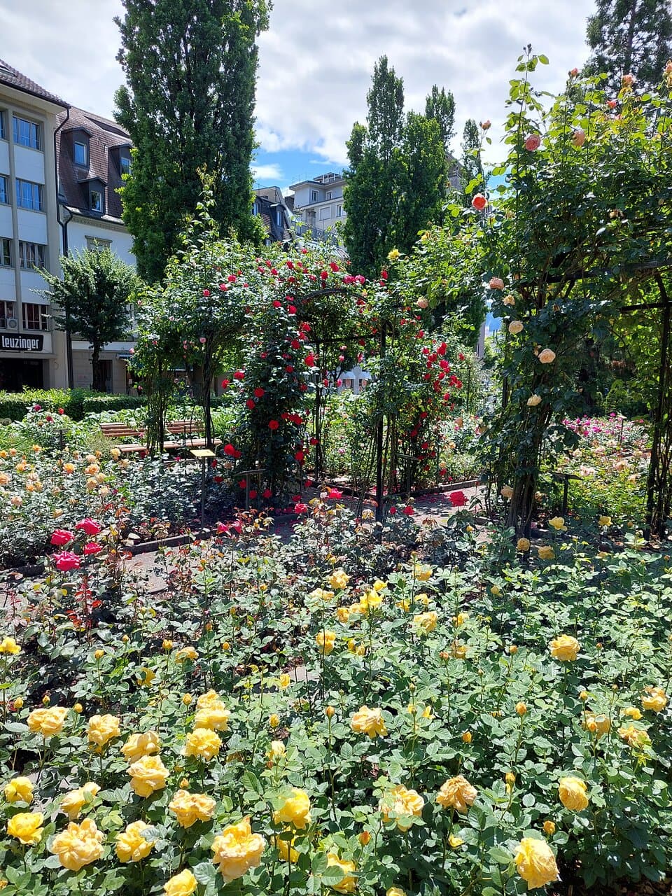 Rapperswil rose town