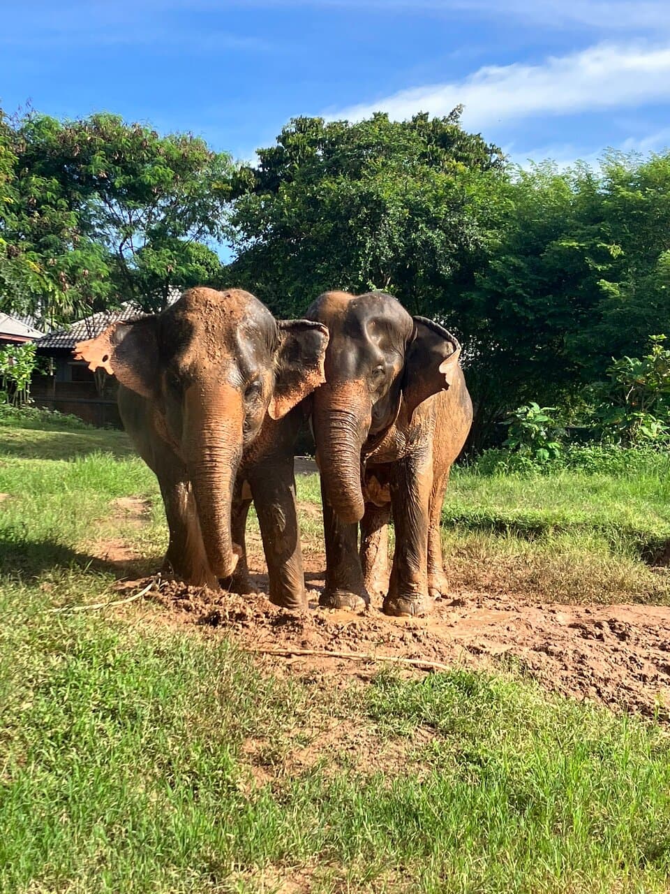 Samui Elephant Sanctuary Bophut