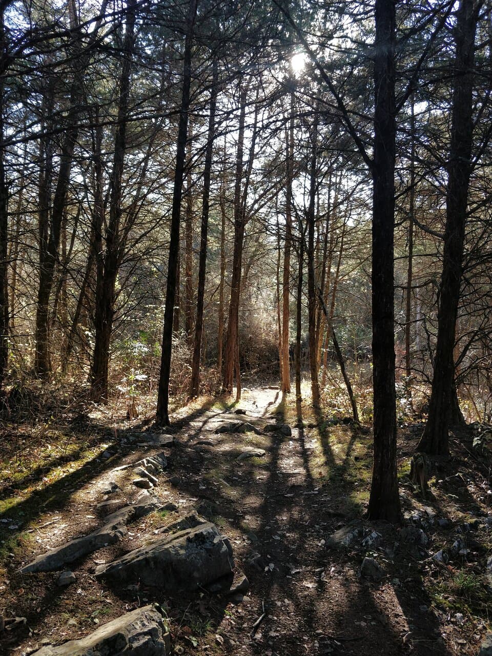 Hillandale Park