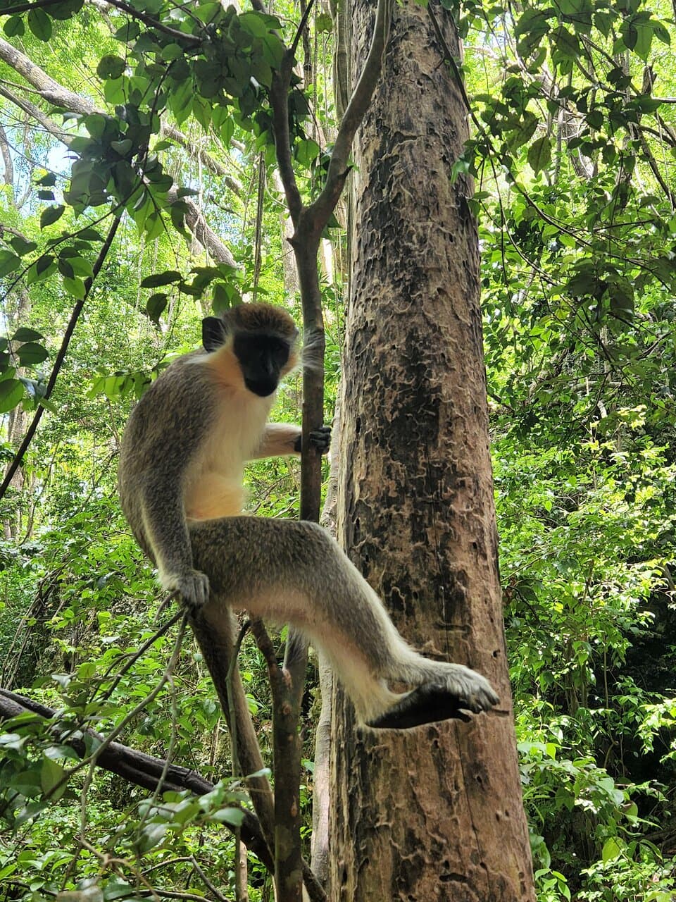 Barbados Wildlife Reserve