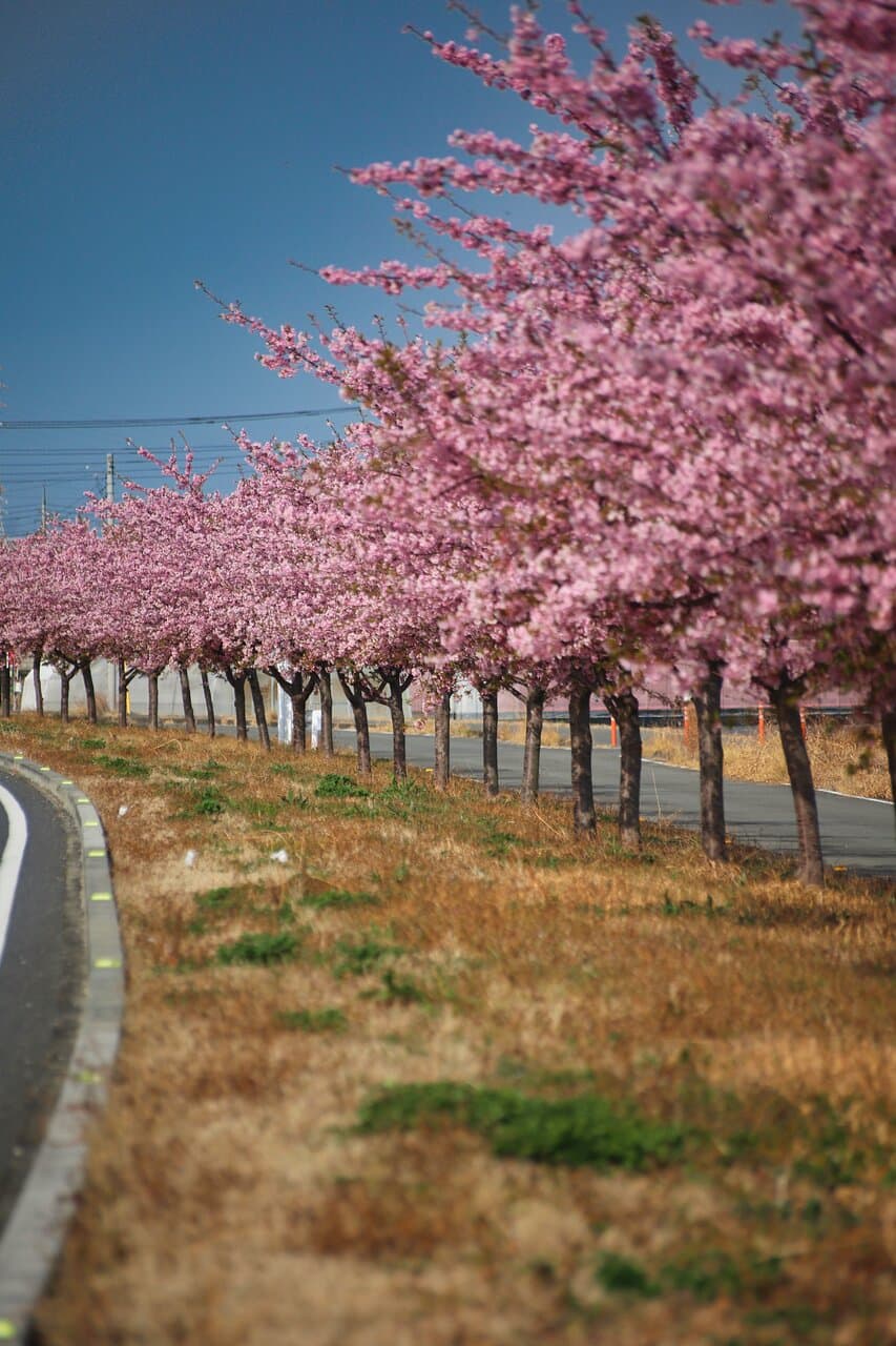 玉村町の河津桜:ローアングル