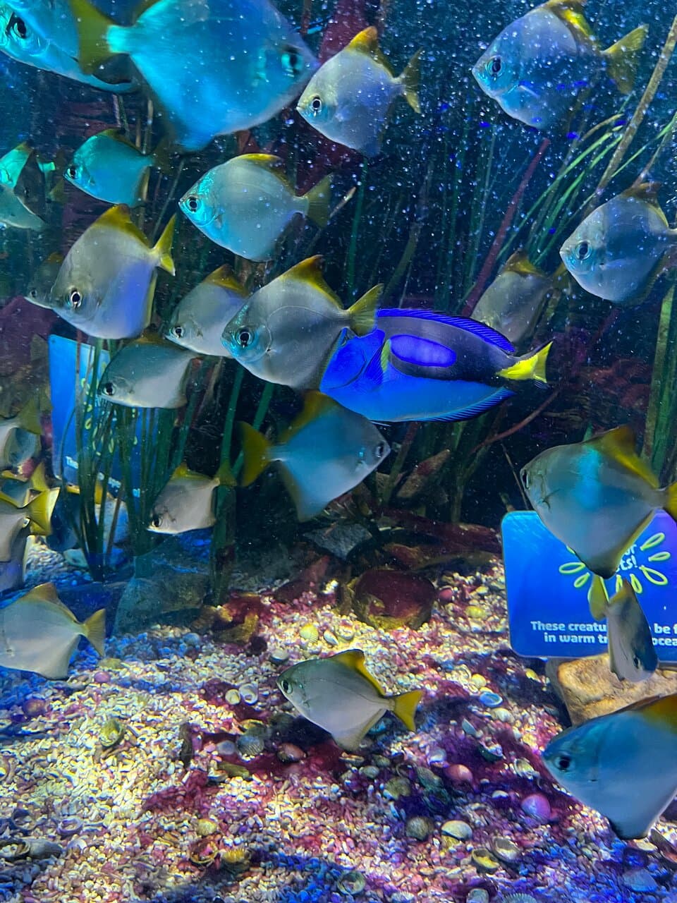 SEA LIFE Hunstanton