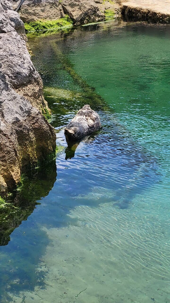 Sea lion