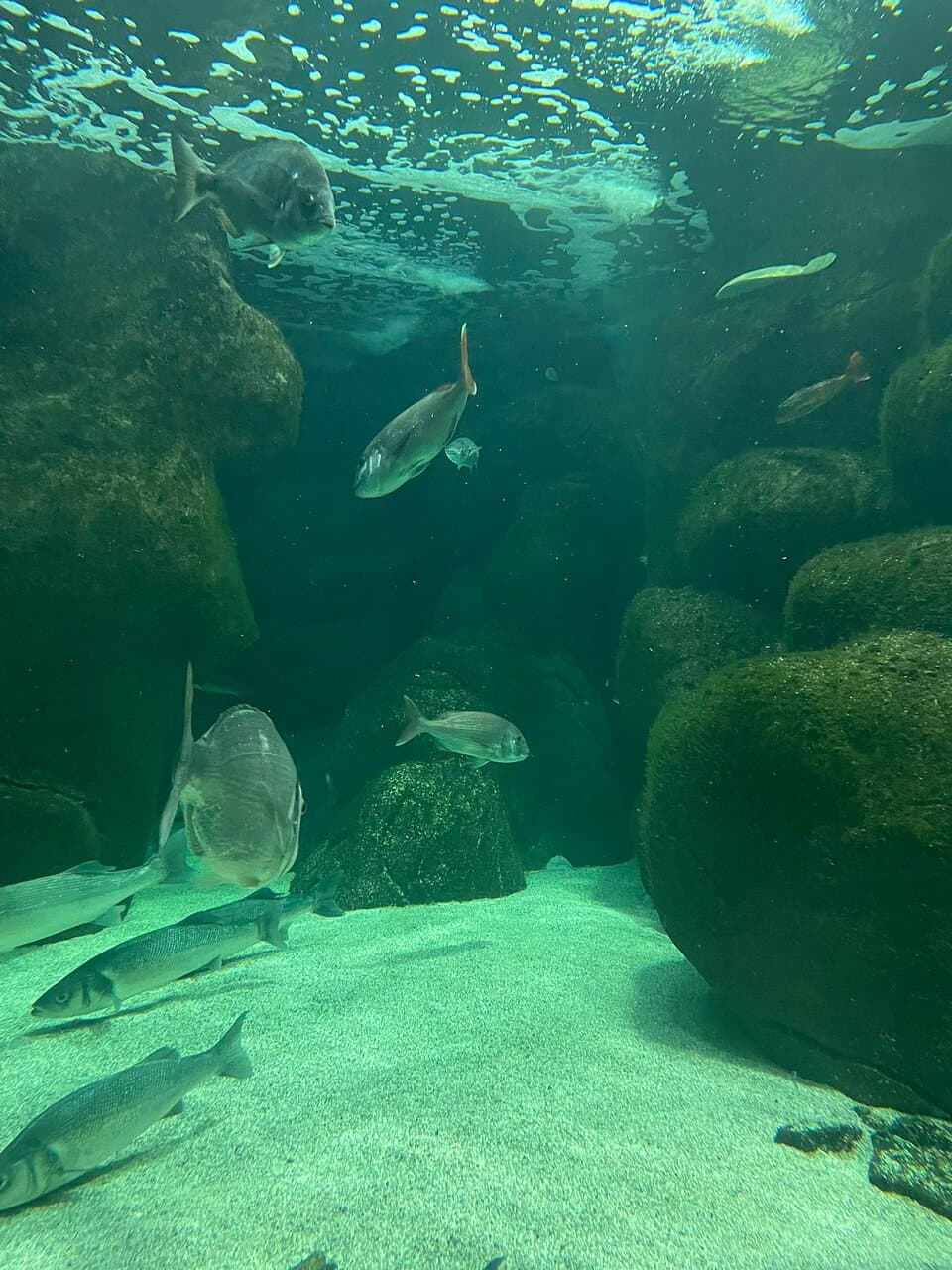 Marinarium de Concarneau