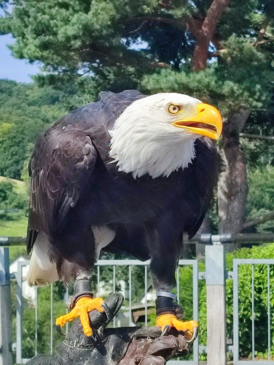 Adlerwarte Berlebeck