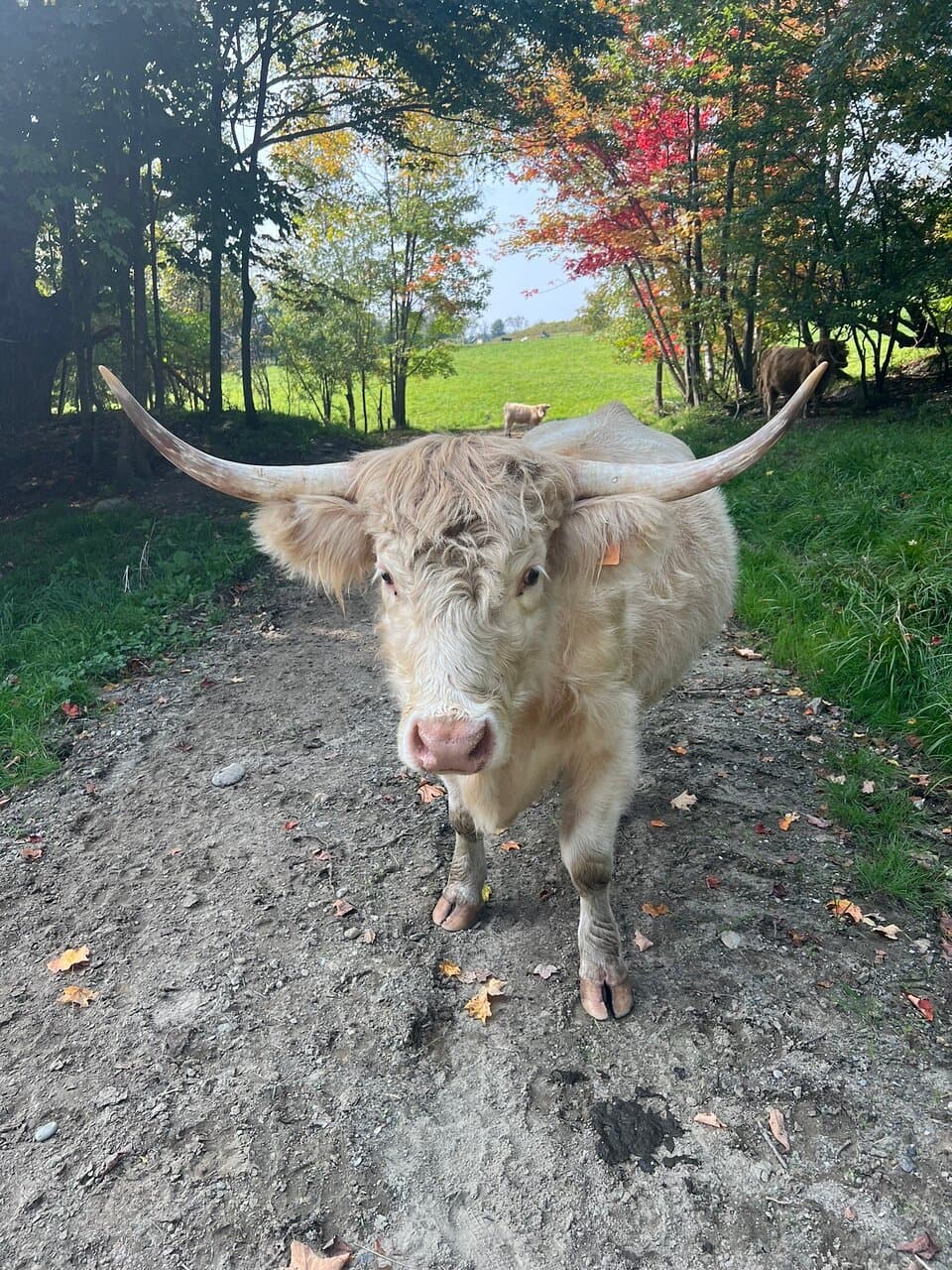 Meet the cows tour