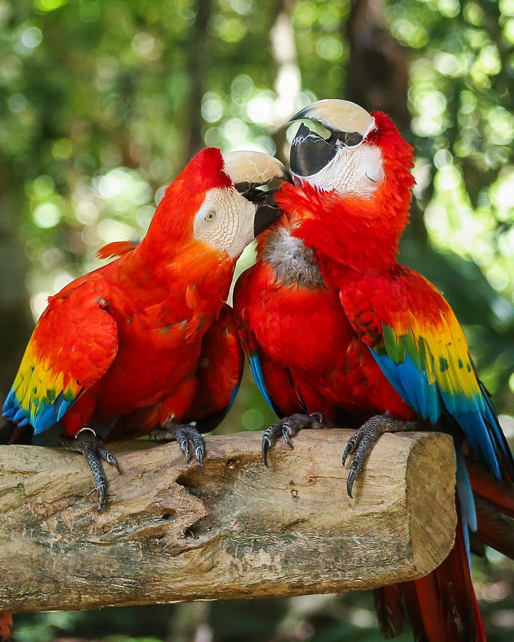 Akumal Monkey Sanctuary & Rescued Animals is a space created with the purpose of housing some species of wildlife or fauna in the process of domestication, regardless of their origin, that is, without making a distinction between native or introduced species.