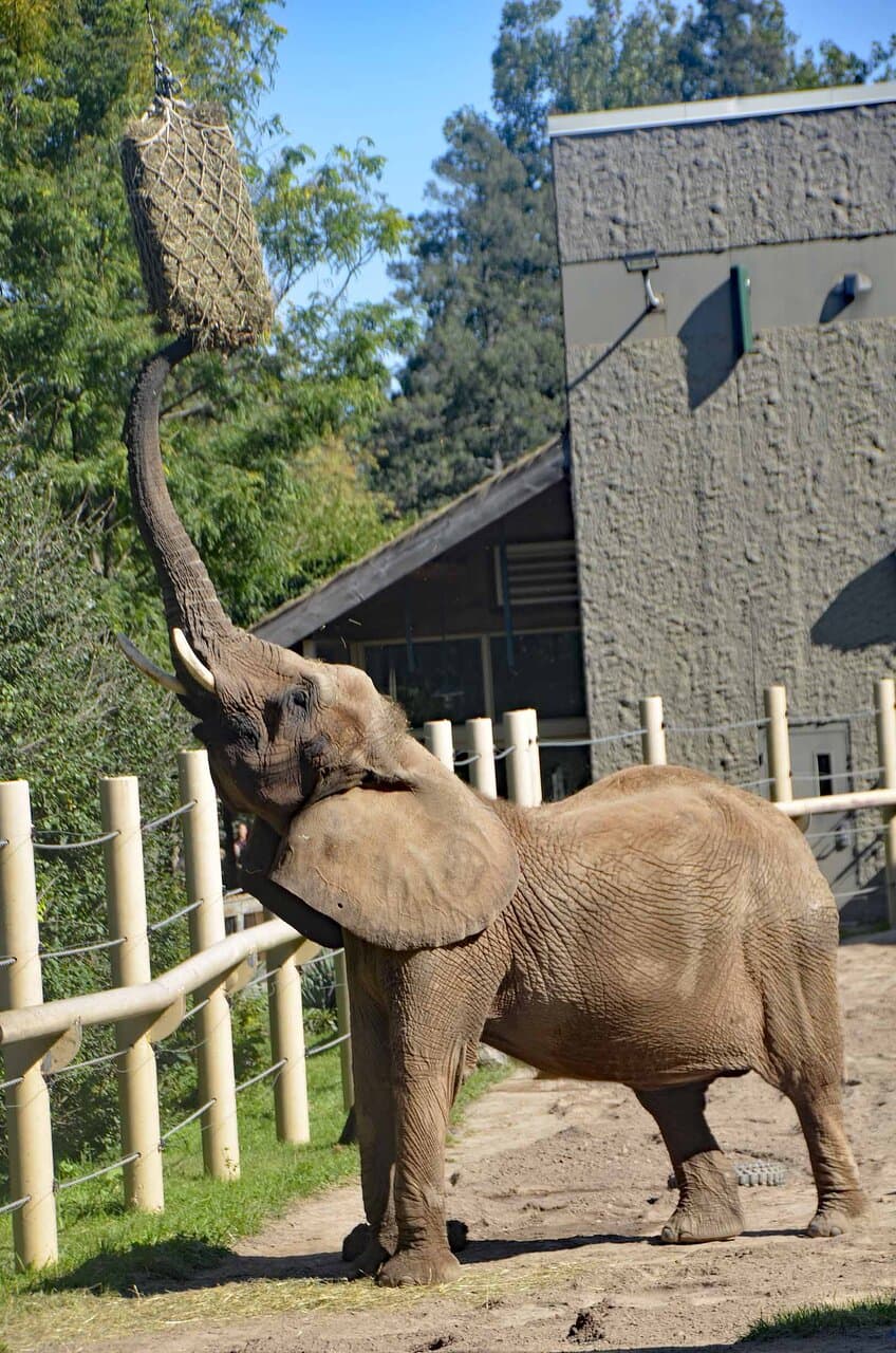 And the elephant.