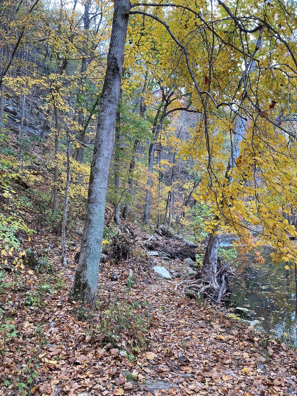 Here is the rugged "trail" you'll be climbing on.  The stream bank is steep and strewn with limestone boulders.  Be prepared!