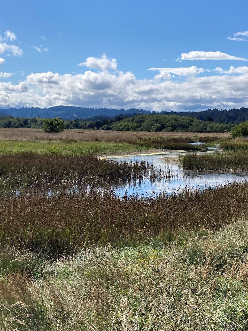 Another wetland view with mountains in the background - picturesque!