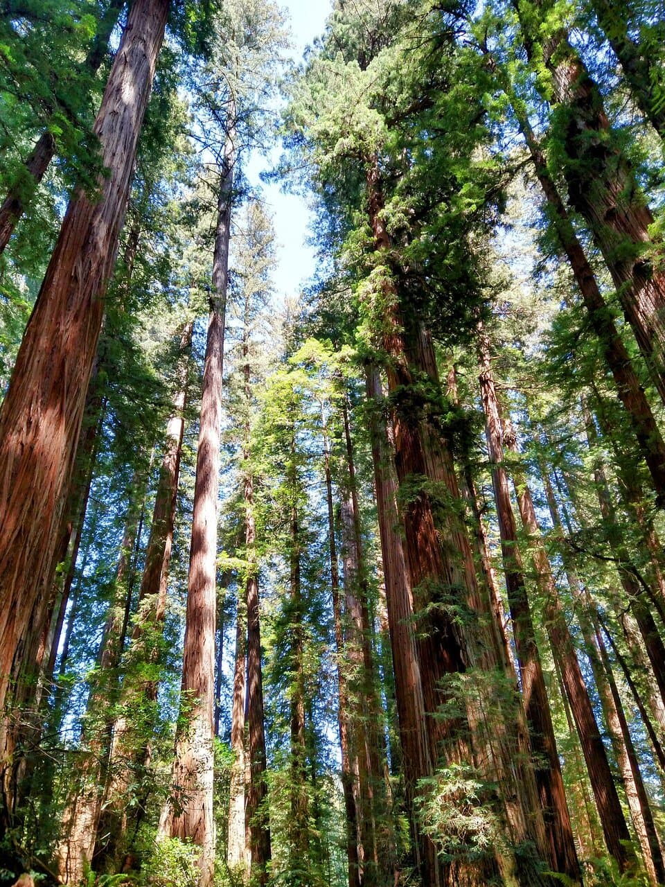 Example of the canopy above the Stout Memorial Grove Trail in Jedediah Smith Redwood State Park, part of Redwood National and State Parks in California.