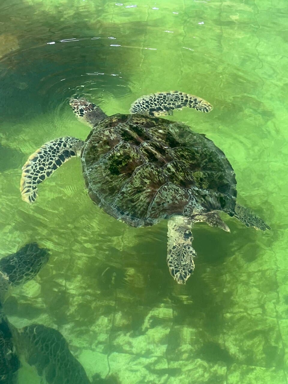 Turtle Conservation and Education Center Serangan