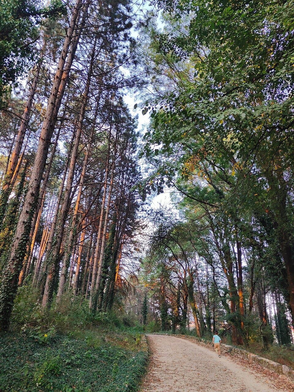 Pyrsinella Park Alsos