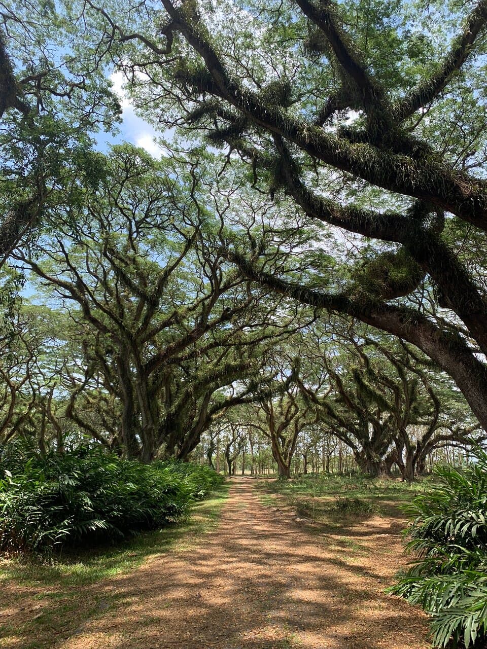 De Djawatan Forest Banyuwangi