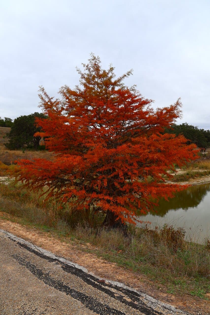 Joshua Springs Park and Preserve