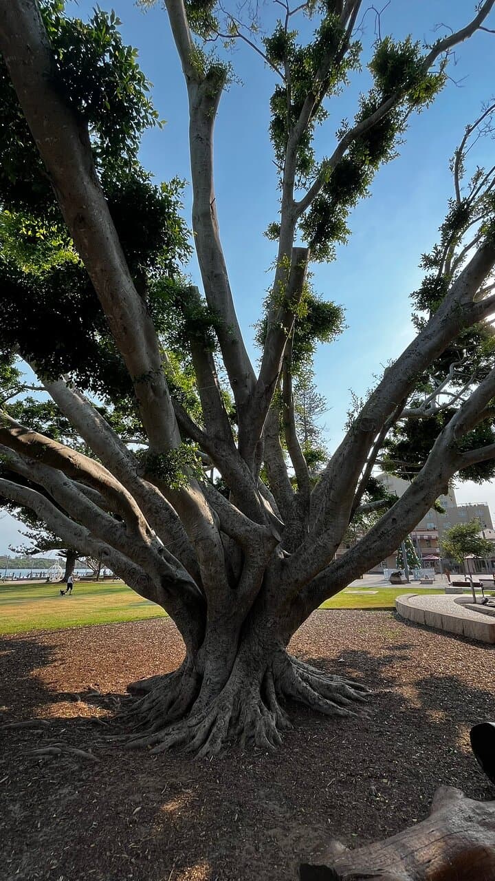 Town Green Foreshore