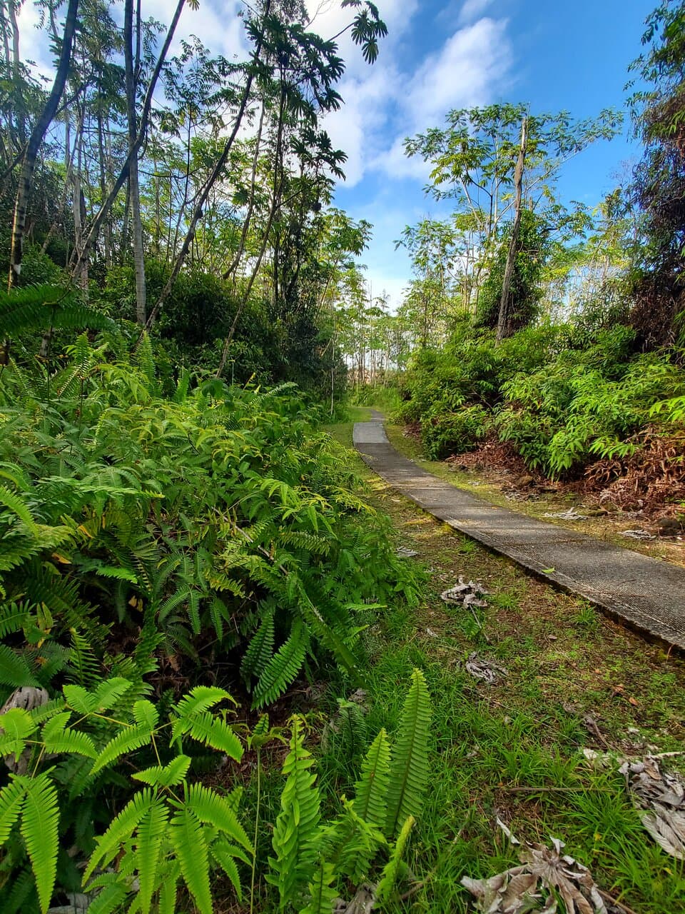 Lava Tree State Monument
