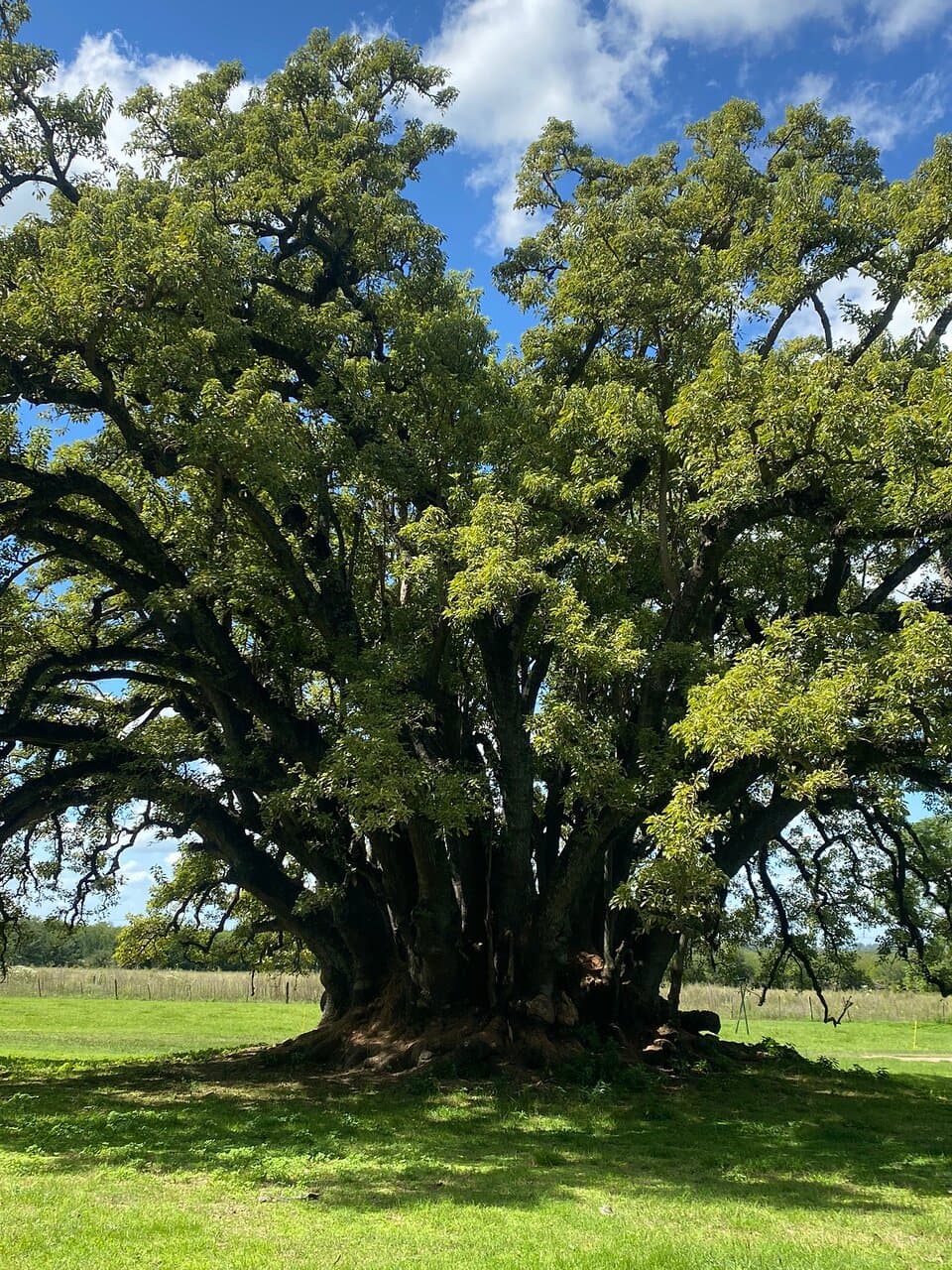 Estancia La Porteña