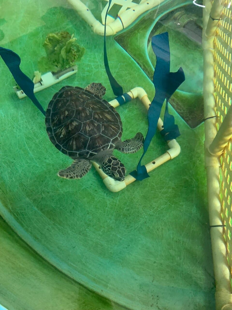 Sea Turtle Hospital Whitney Lab