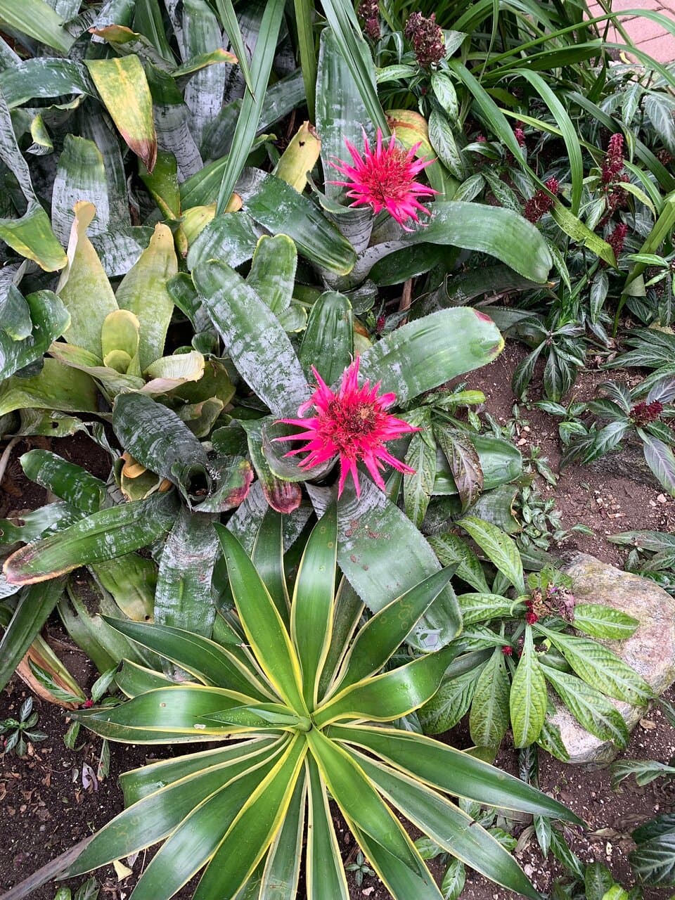 Comfortable Greenhouse, free to the public.