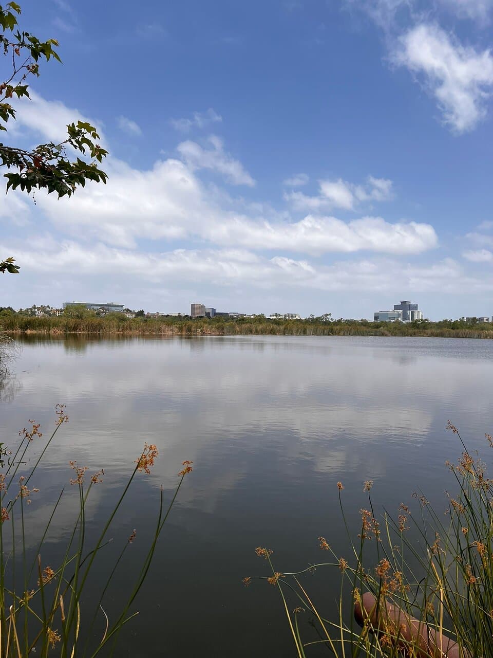 Kawainui Marsh