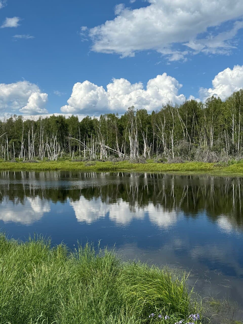 Creamer's Field Migratory Waterfowl Refuge