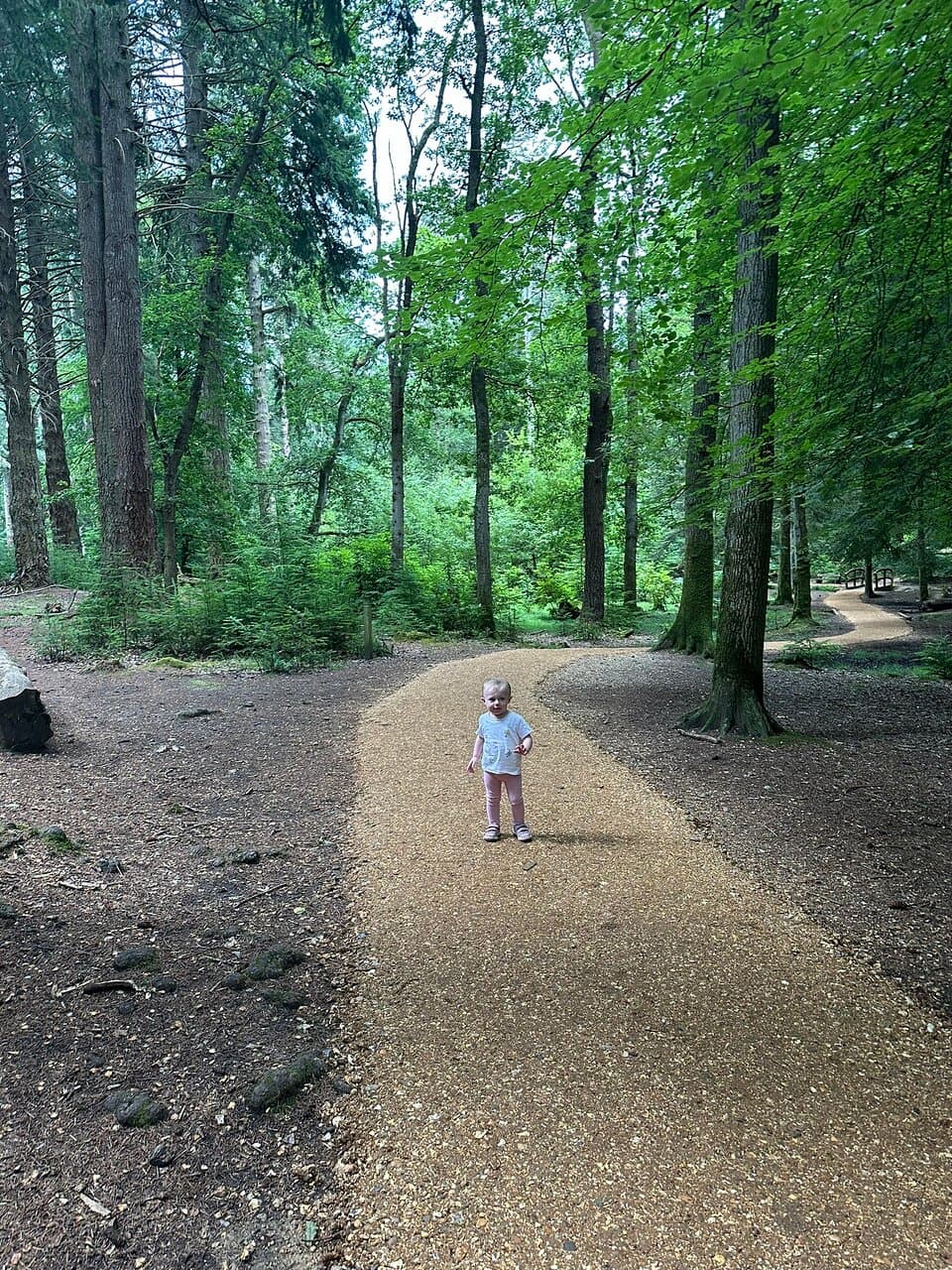 Blackwater Tall Trees Trail