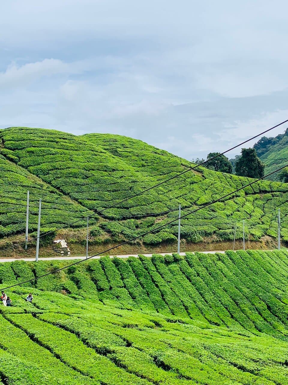 Cameron Valley Tea House