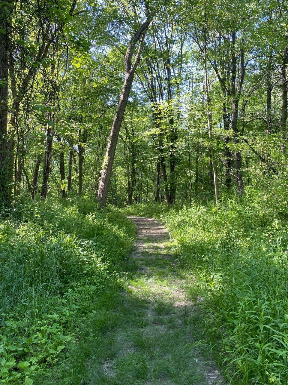 Hiking Around Swan Creek Metropark